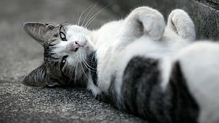 lying black and white tabby cat